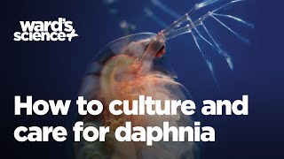 Caring and Culturing for Daphnia [upl. by Catherin574]