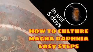 How to Culture Magna Daphnia Easily [upl. by Rab284]