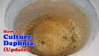 How to Culture Daphnia Update with ZERO Cost  Unlimited Live Food for Our Fish [upl. by Harod291]