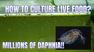 How to Culture Daphnia Secret Method to Breed MILLIONS  Simply Aquatic [upl. by Reta]