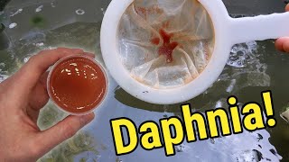 How I Culture Daphnia In Outdoor Tubs [upl. by Gerik844]