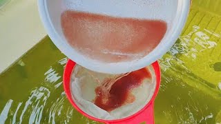 How to culture daphnia  Daphnia culture  How to grow daphnia outdoor [upl. by Gow]