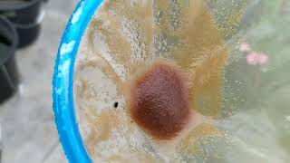 How to culture daphnia moina in a small container Part 1 English Subtitle [upl. by Eilitan]