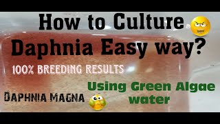 Daphnia MagnaHow to Culture Daphnia Easy wayCulturing Daphnia using Green water Daphnia [upl. by Sosanna]