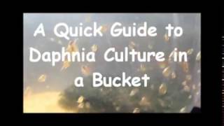 How to culture daphnia outside [upl. by Ecnaled]