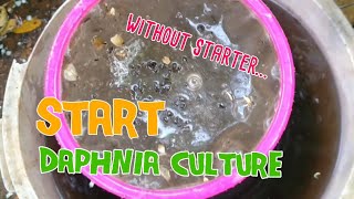 How to culture daphnia moina the easy way 1  Starting the Daphnia culture [upl. by Moselle]