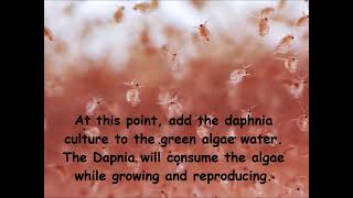 Daphnia  How to grow daphnia in your home [upl. by Adine]