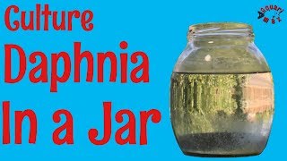 How to Culture Daphnia in a Jar [upl. by Adnauqaj]