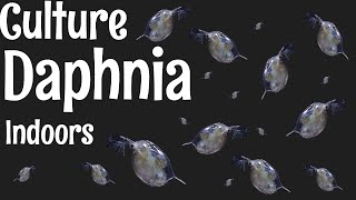 How to Culture Daphnia [upl. by Llenehc]