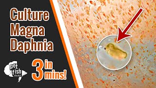 How to culture DAPHNIA MAGNA  The easy way [upl. by Sevik]