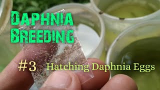 Daphnia Culture made simple and easy 3  Hatching Daphnia eggs [upl. by Kissner]