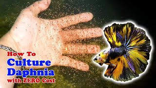 How to Culture Daphnia with ZERO Cost  Unlimited Live Food For Our Fish [upl. by Azilem]