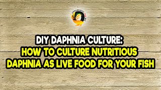 DIY Daphnia Culture How to Culture Nutritious Daphnia as Live Food for Your Fish [upl. by Shiller308]