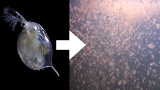 How I Culture Daphnia [upl. by Thurnau799]