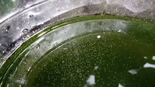 DAPHNIA MOINA CULTURE IN A SMALL BUCKET [upl. by Nauwtna]