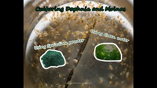 How To Culture Daphnia and Moinas using Green Water Spirulina powder [upl. by Macguiness]