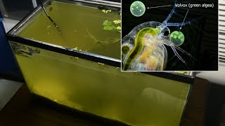 Raising Daphnia for the Freshwater Aquarium [upl. by Winifield]