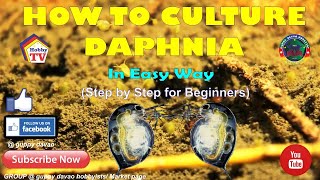 HOW TO CULTURE DAPHNIA In Easy Way [upl. by Sirovart]